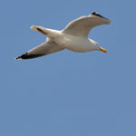 wangerooge2010